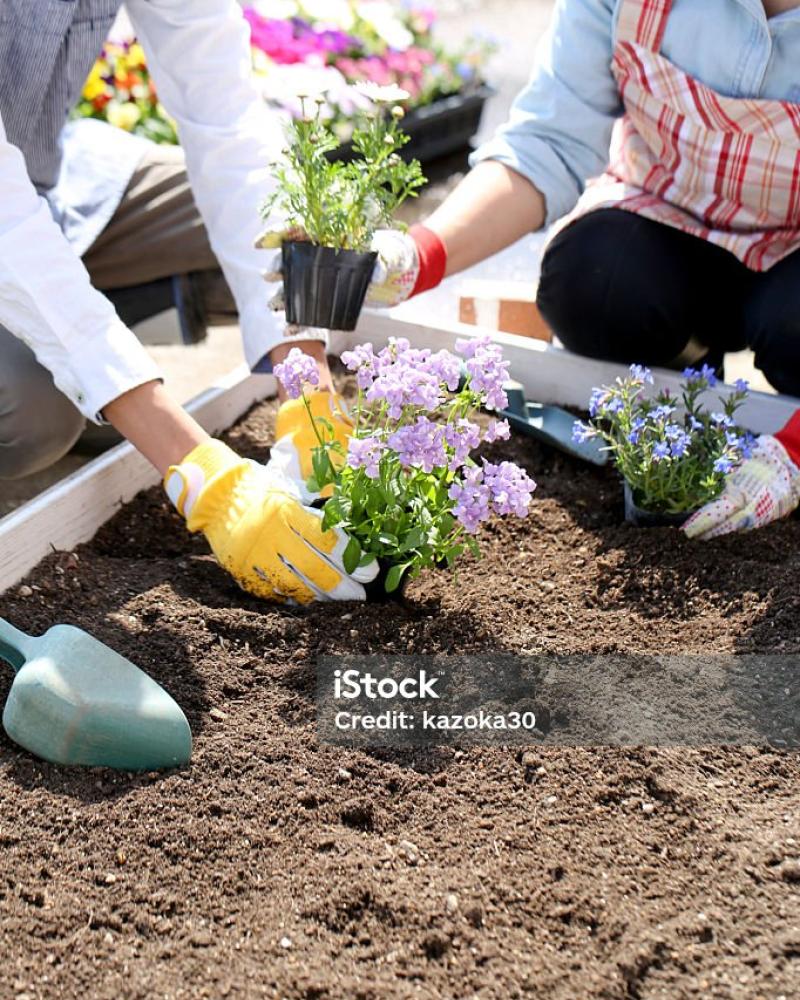 garden